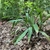 Form of the plant