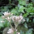 Pink flowers from the side