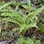 Rosette of strappy, grassy leaves