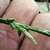Hand with spike of few basal achenes & terminal staminate flos.