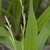 Erect spikes placed against broad, strappy leaves.