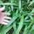 Mass of broad, strappy, grassy leaves. Hand for scale.