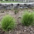 Tufts of leaves forming mounding plants in a mulched area.