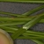 Close-up of leaf with scale showing it is less than 2 mm wide