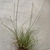 Excavated plant showing the clump of very fine foliage.