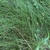 A mass of fine foliage and inflorescences.