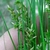 Hand cradling a cluster of fine foliage and inflorescences.