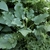 Cardiocrinum cordatum leaves