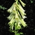 Cardiocrinum giganteum inflorescence