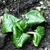 Leaves of Cardicrinum giganteum