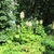 A group of plants sending up flowers.