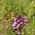 Clusters of purple disc flowers (ray flowers are absent)