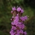 close-up of purple disc flowers