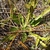Basal rosette of leaves