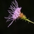 Side view of purple disc flower
