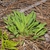 Green basal leaves in a rosette