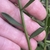 Green stem with small green leaves