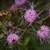 Purple disc flowers