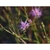 Purple disc flower
