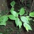 Shoots with ovate, alternate leaves & strong pinnate venation.