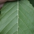 Underside of leaf with pinnate venation & axillary domatia