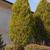 Carpinus betulus
