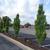 Carpinus betulus
