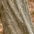 Smooth bark on "muscled," fluted, sinewy trunk.