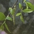 Catkins and leaves in March