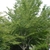Medium tree with open crown and gray bark