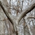 Smooth bark on "muscled," fluted, sinewy branches.