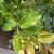 Shoots with ovate, alternate leaves & strong pinnate venation.