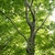 Form of the tree