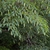 Leaves on branches with dangling catkins