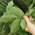 Underside of leaf showing venation