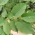 Leaf detail showing venation