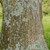 Closeup of brown bark