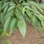 Opposite green leaves showing venation and toothed margins