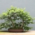 Tree used as a bonsai