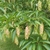 Green leaves on branches with dangling catkins