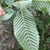 Underside of green leaf showing venation