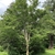 Form of the upright tree