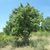 Upright form of the tree in leaf