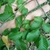 Detail of green leaves