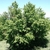 Form of the tree