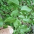 Detail of the underside of leaves