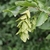 Detail of dangling green catkin