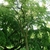Form of a full grown tree