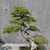 Used as a bonsai specimen