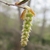 Detail of dangling catkin